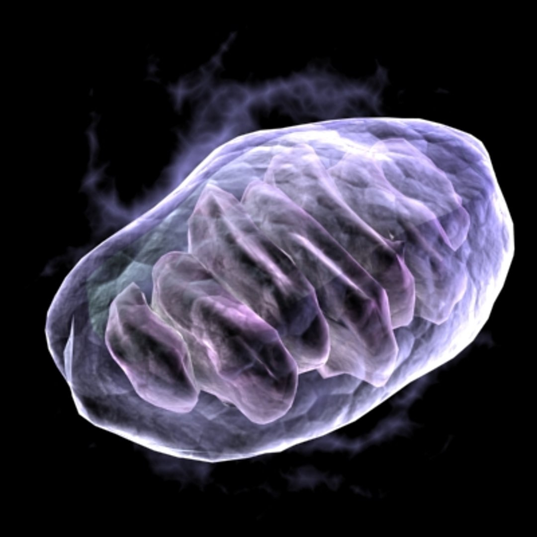 150 objects virus 3d model https://p.turbosquid.com/ts-thumb/jd/y2otO3/NbGXkOTN/mitochondria/jpg/1212072167/1920x1080/fit_q87/c676807dc741cea854334054f5fecea0ca64aad2/mitochondria.jpg