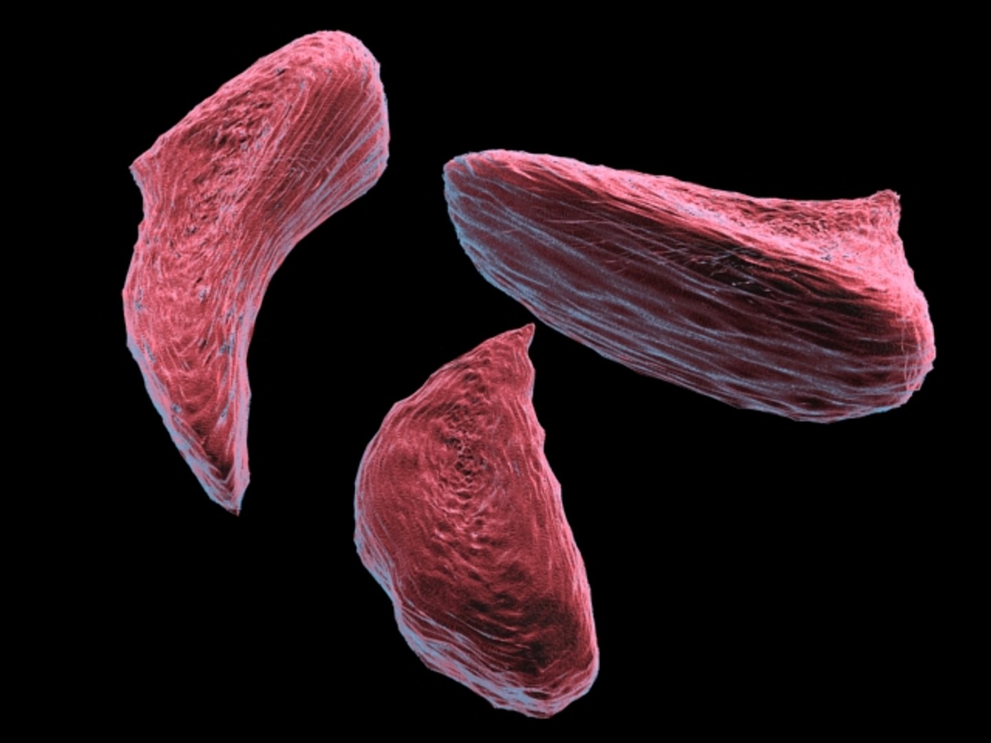 150 objects virus 3d model https://p.turbosquid.com/ts-thumb/jd/y2otO3/QaqtE4iq/4/jpg/1212071586/1920x1080/fit_q87/f7ec6e1817747665f600bfe5e6b42150d3865ecc/4.jpg