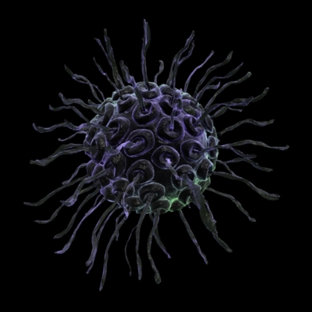 150 objects virus 3d model https://p.turbosquid.com/ts-thumb/jd/y2otO3/WqWN8Eu0/virus17/jpg/1212072567/1920x1080/fit_q87/47fefe23adf7b8656e1b079b0b37adfca3672abb/virus17.jpg