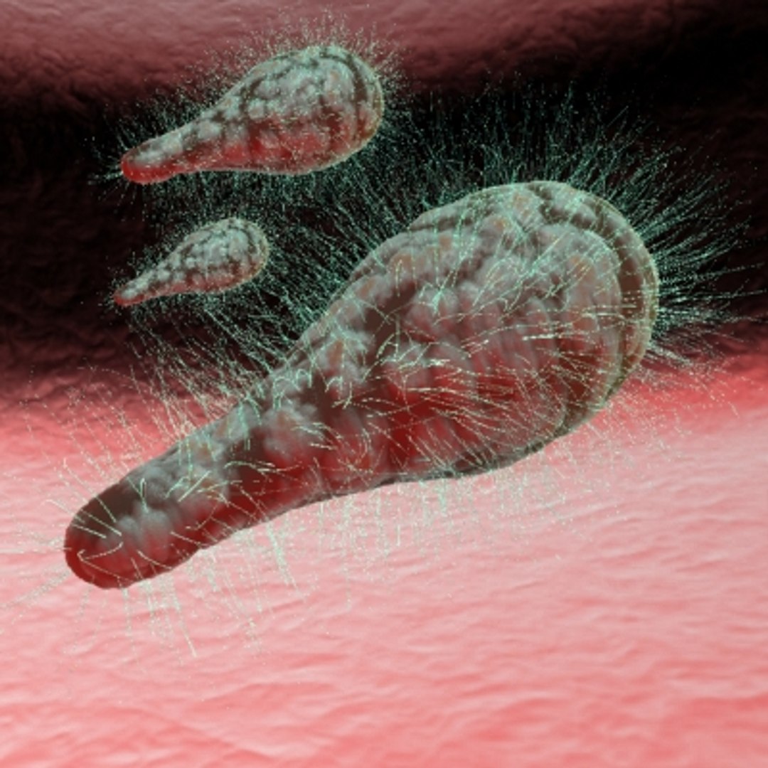 150 objects virus 3d model https://p.turbosquid.com/ts-thumb/jd/y2otO3/bVTs8iff/hyphabacteria/jpg/1212072136/1920x1080/fit_q87/65a554ec880bd57b972cdaf2c7f404e5b1d5fb36/hyphabacteria.jpg