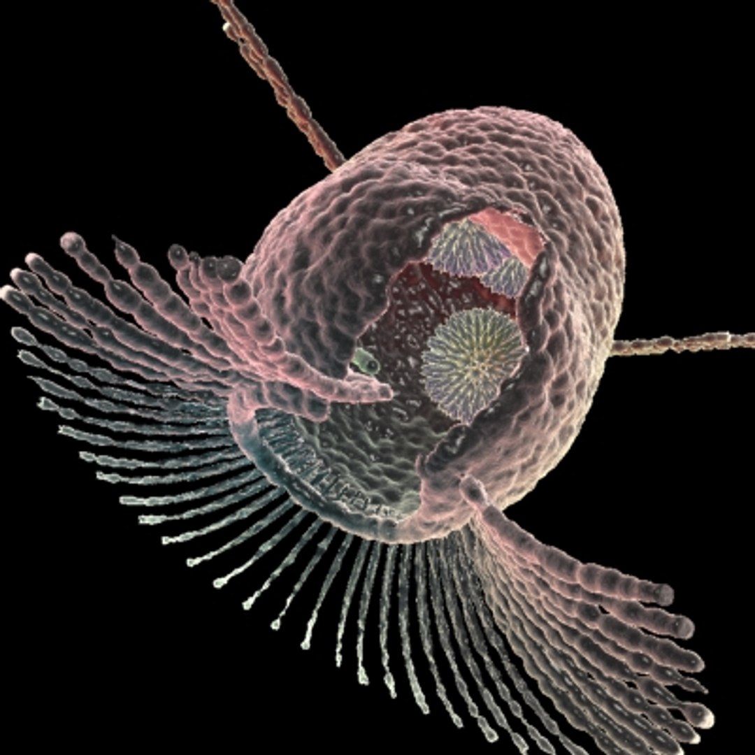 150 objects virus 3d model https://p.turbosquid.com/ts-thumb/jd/y2otO3/d8heEJji/halteria1/jpg/1212072102/1920x1080/fit_q87/76791ba8be208f745df87ad466cfdeb44ae8ecf2/halteria1.jpg