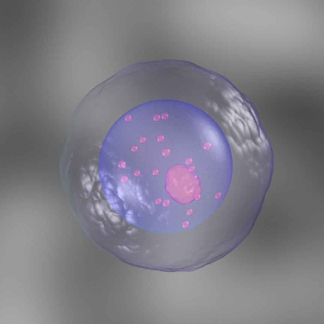 150 objects virus 3d model https://p.turbosquid.com/ts-thumb/jd/y2otO3/e7BhJckZ/megakaryocyte/jpg/1212072146/1920x1080/fit_q87/346a79c97aef393e38c50d6dd8018edf0651d2e9/megakaryocyte.jpg