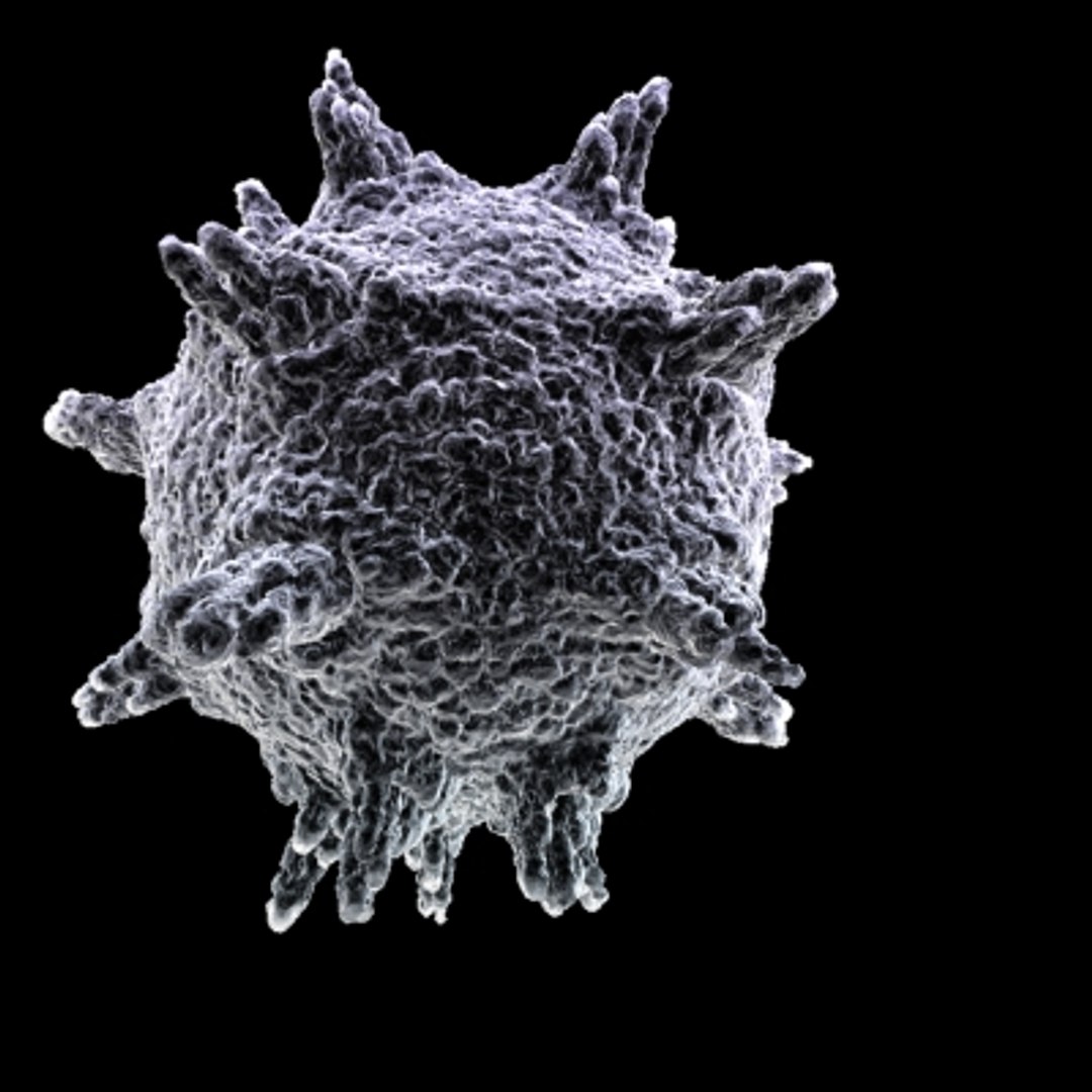 150 objects virus 3d model https://p.turbosquid.com/ts-thumb/jd/y2otO3/hO8v2lNx/virus20/jpg/1212072592/1920x1080/fit_q87/d405dd006cd4dffc374804eea20b0e3a93831a11/virus20.jpg