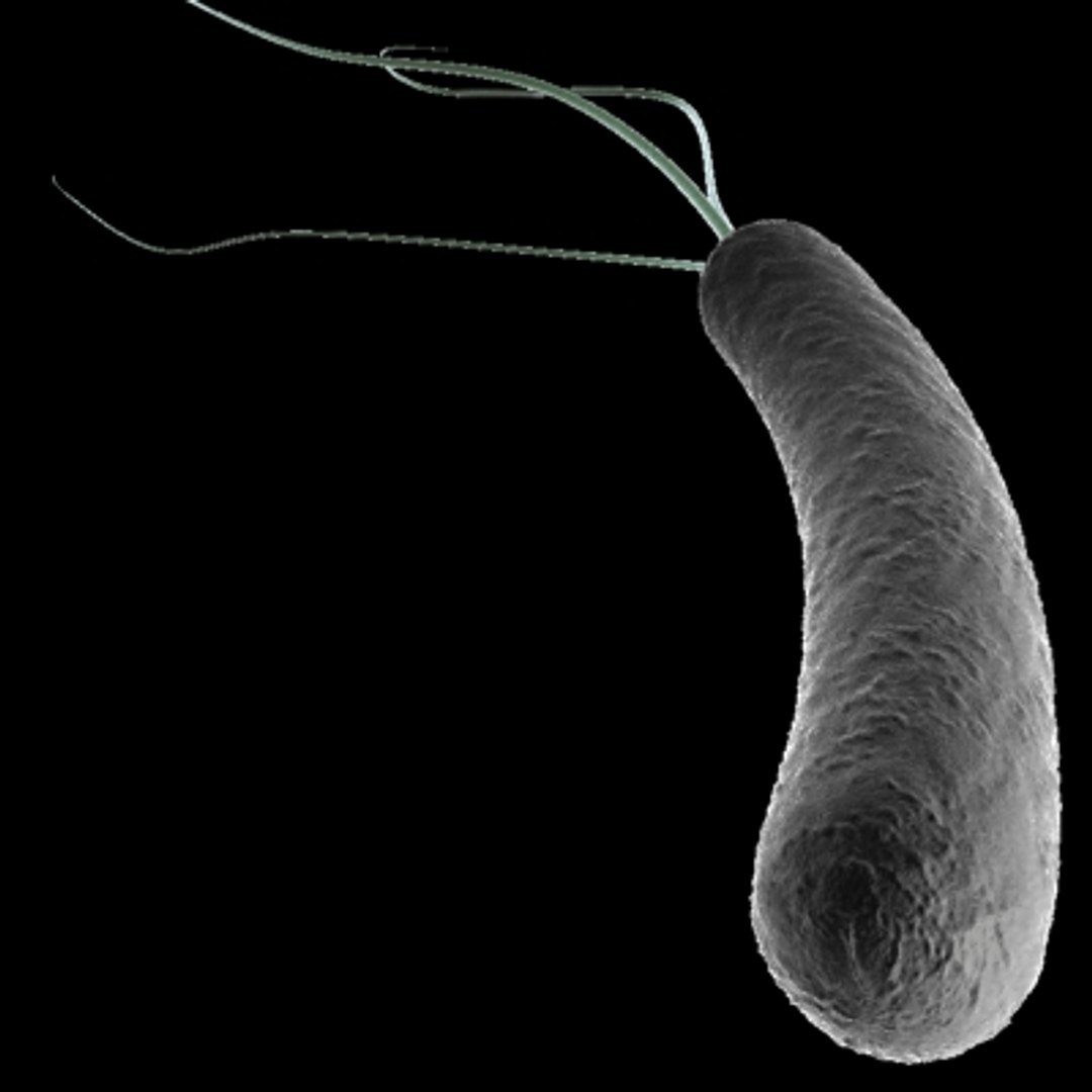 150 objects virus 3d model https://p.turbosquid.com/ts-thumb/jd/y2otO3/hcmnebht/flang1/jpg/1212072045/1920x1080/fit_q87/3c7965ab7ad15d71eac47c9cb93e56523671df9b/flang1.jpg