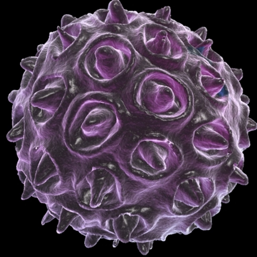 150 objects virus 3d model https://p.turbosquid.com/ts-thumb/jd/y2otO3/rgt5Ta42/parvovirus/jpg/1212072189/1920x1080/fit_q87/594c6df6c0652e08109aaf7687889163783af42a/parvovirus.jpg