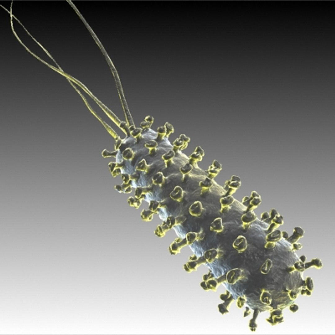 150 objects virus 3d model https://p.turbosquid.com/ts-thumb/jd/y2otO3/sc3CsdE6/bacillus/jpg/1212071728/1920x1080/fit_q87/354c31f0af61e8934ebd66c8246ff02e374ed032/bacillus.jpg