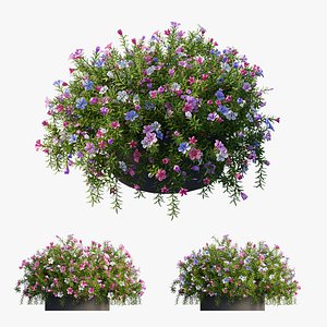 Plant Flower set 16 set 02