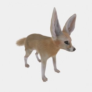 Fennec Fox Realism Low-poly 3D model 3D model