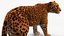 Jaguar Fur Rigged