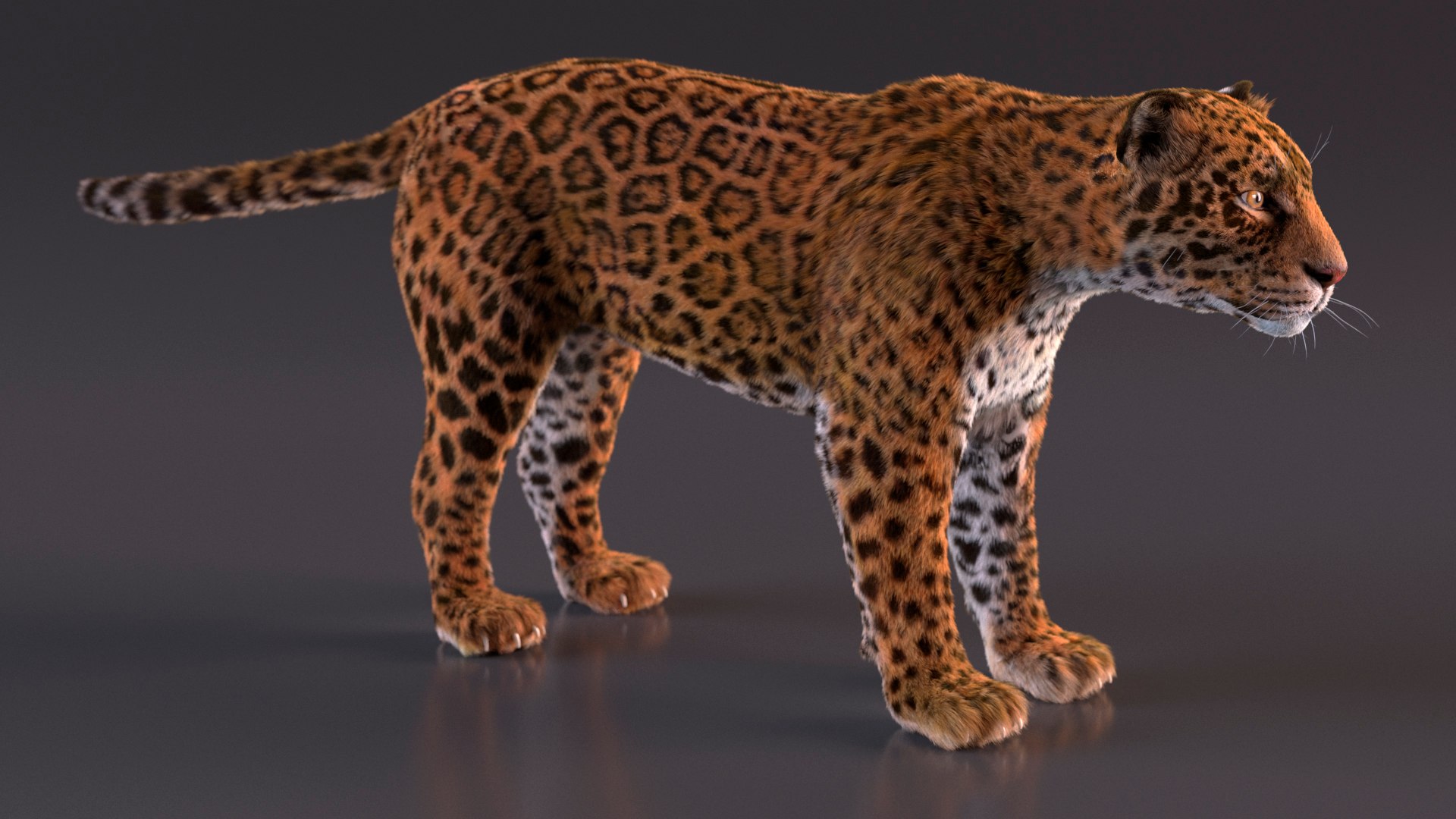 3D model Jaguar Fur Rigged https://p.turbosquid.com/ts-thumb/je/NIstrq/27/jaguarfurrigged3dmodel014/jpg/1712000957/1920x1080/fit_q87/dcbc40845ff9d8959f94bbb99a9a6428b3681569/jaguarfurrigged3dmodel014.jpg