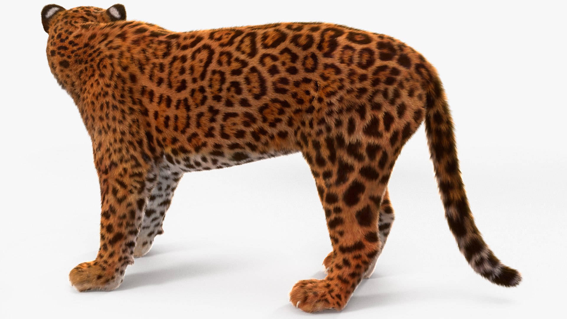3D model Jaguar Fur Rigged https://p.turbosquid.com/ts-thumb/je/NIstrq/43/jaguarfurrigged3dmodel024/jpg/1712000987/1920x1080/fit_q87/ee5775f04df90540cde4945c65d3ba315a032b98/jaguarfurrigged3dmodel024.jpg