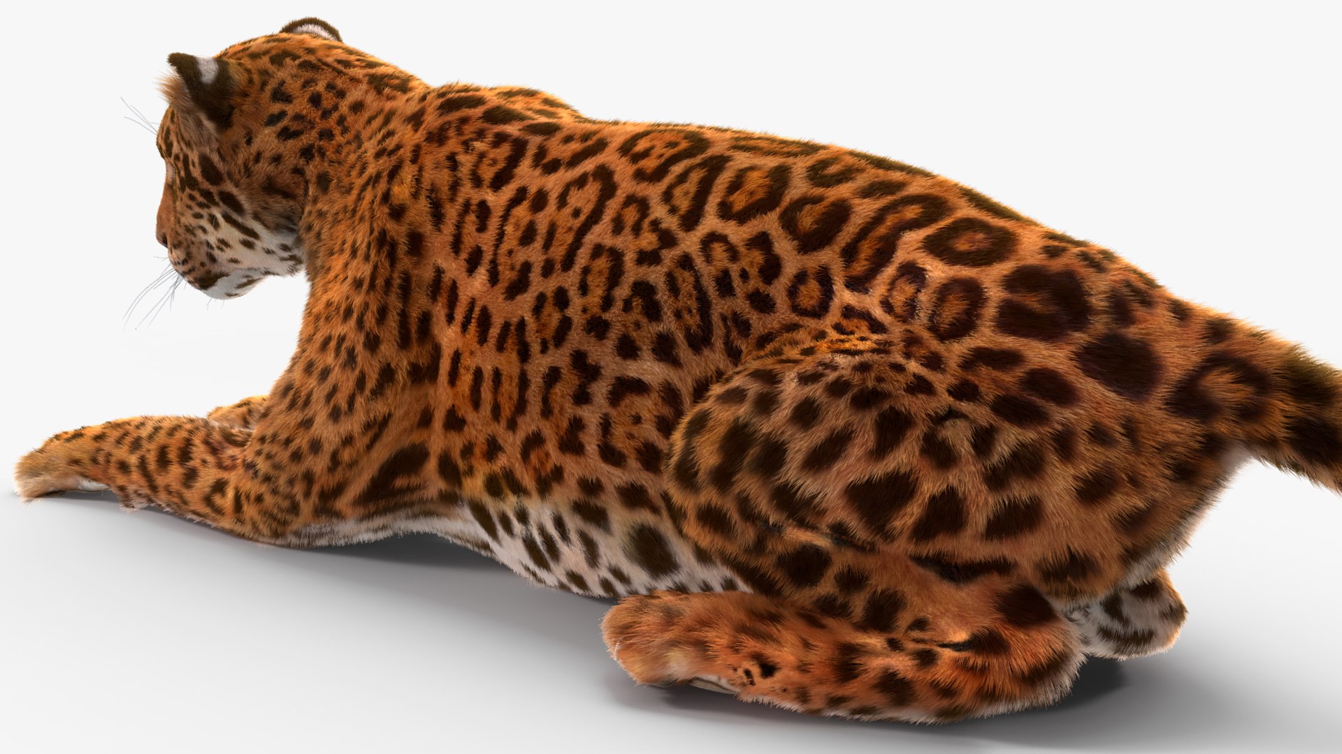 3D model Jaguar Fur Rigged https://p.turbosquid.com/ts-thumb/je/NIstrq/4v/jaguarfurrigged3dmodel034/jpg/1712001017/1920x1080/fit_q87/de1bcdf3b84329f05dfefd2f9bdaff65d4b08a8b/jaguarfurrigged3dmodel034.jpg