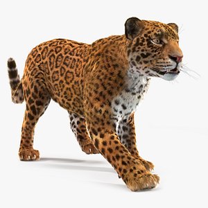 3D model Jaguar Fur Rigged