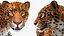 Jaguar Fur Rigged