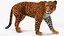 Jaguar Fur Rigged