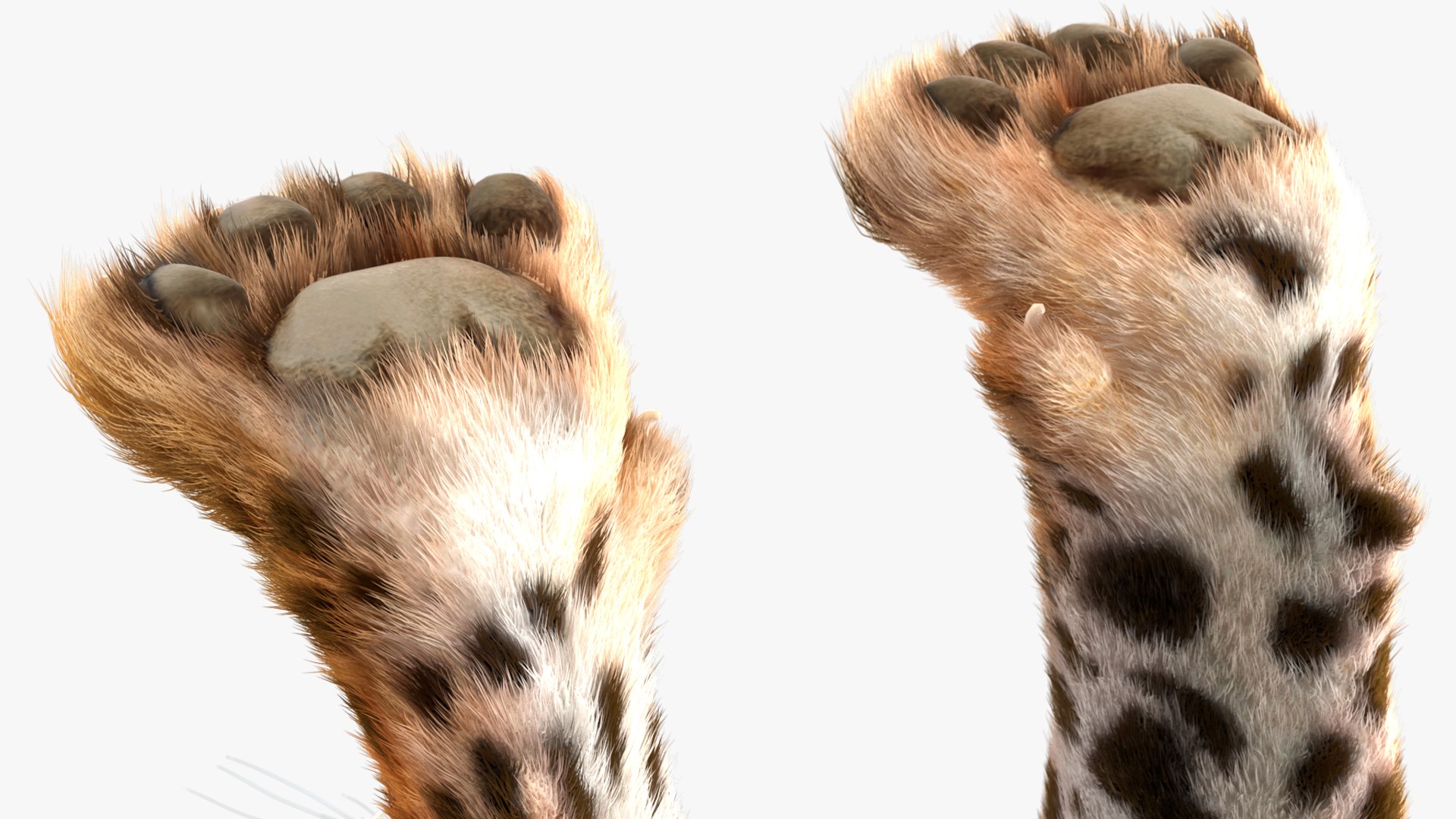 3D model Jaguar Fur Rigged https://p.turbosquid.com/ts-thumb/je/NIstrq/IR/jaguarfurrigged3dmodel030/jpg/1712001005/1920x1080/fit_q87/08901fd43434b414b8c12ebf19bc945257f9a11f/jaguarfurrigged3dmodel030.jpg