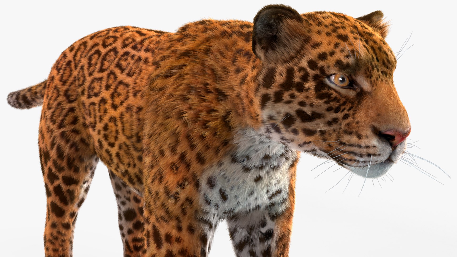 3D model Jaguar Fur Rigged https://p.turbosquid.com/ts-thumb/je/NIstrq/Jh/jaguarfurrigged3dmodel031/jpg/1712001008/1920x1080/fit_q87/504816d2f69d4c69ecf203b293908db1bb119780/jaguarfurrigged3dmodel031.jpg
