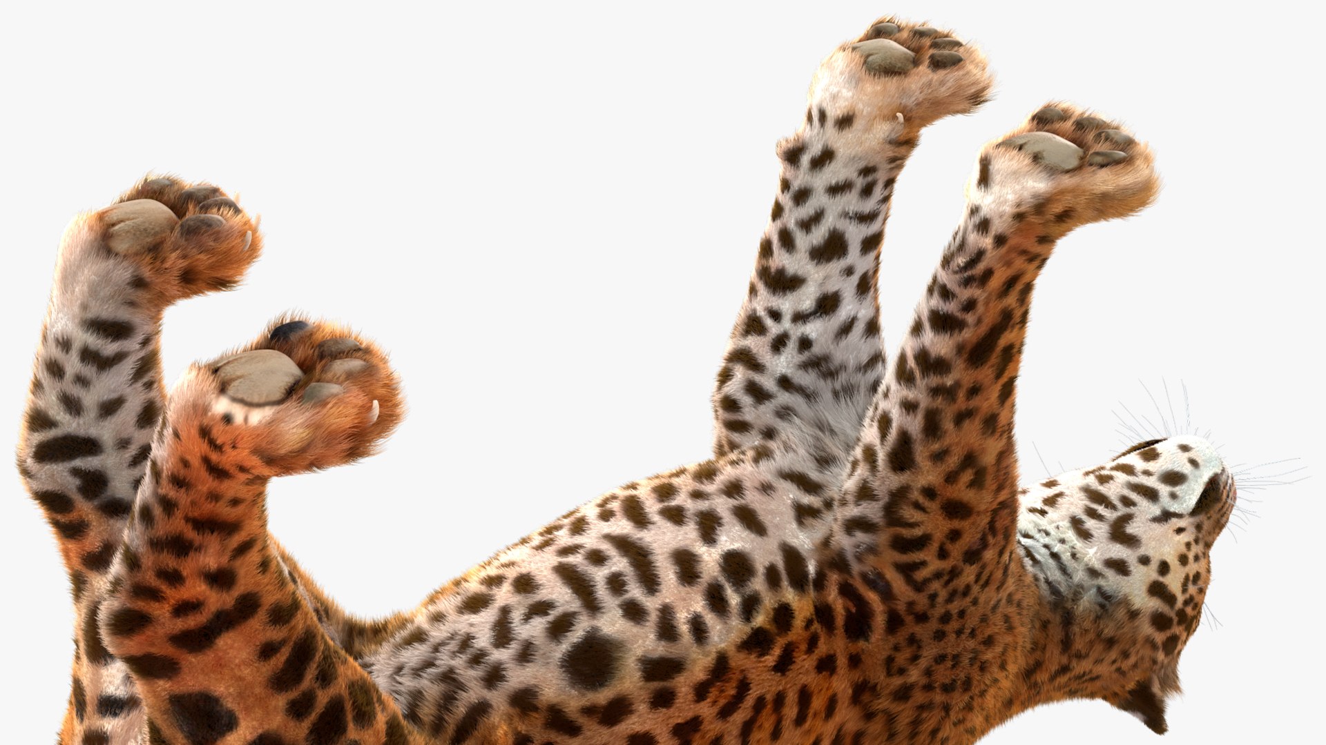 3D model Jaguar Fur Rigged https://p.turbosquid.com/ts-thumb/je/NIstrq/LW/jaguarfurrigged3dmodel029/jpg/1712001002/1920x1080/fit_q87/c3522f928ca0d7e097a777565ac23cb2f34cf1a3/jaguarfurrigged3dmodel029.jpg