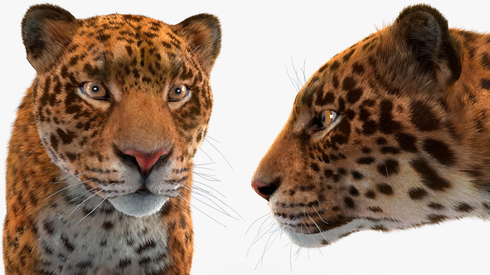 3D model Jaguar Fur Rigged https://p.turbosquid.com/ts-thumb/je/NIstrq/Qm/jaguarfurrigged3dmodel041/jpg/1712001038/1920x1080/fit_q87/f04b2bb69026cd810b3cac7b1cc4cc69db7163a3/jaguarfurrigged3dmodel041.jpg