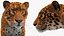 Jaguar Fur Rigged