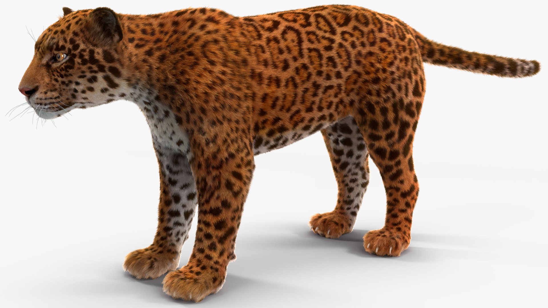 3D model Jaguar Fur Rigged https://p.turbosquid.com/ts-thumb/je/NIstrq/Sd/jaguarfurrigged3dmodel019/jpg/1712000972/1920x1080/fit_q87/fe778e9a03f790db5376de88752dc618919c0ce0/jaguarfurrigged3dmodel019.jpg