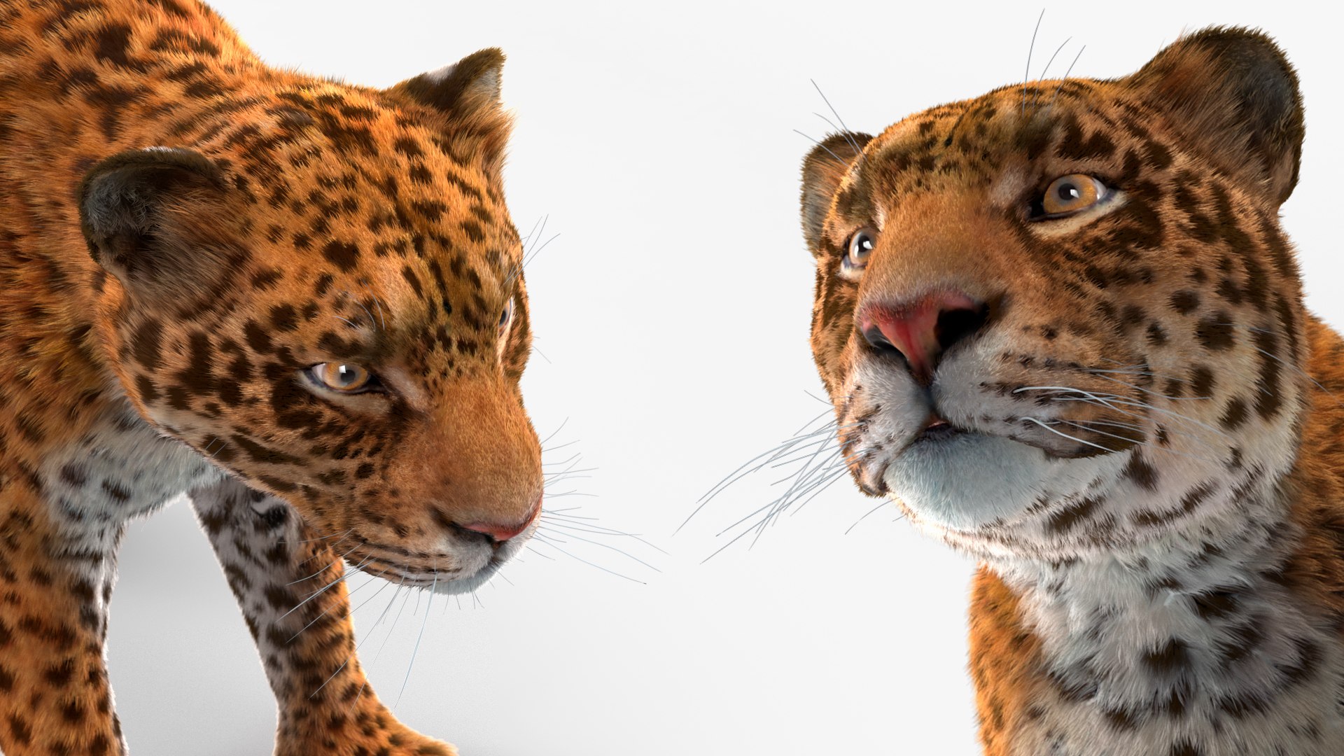 3D model Jaguar Fur Rigged https://p.turbosquid.com/ts-thumb/je/NIstrq/di/jaguarfurrigged3dmodel040/jpg/1712001035/1920x1080/fit_q87/2172d14c81bae90fddfb98da57deeaec933cd915/jaguarfurrigged3dmodel040.jpg