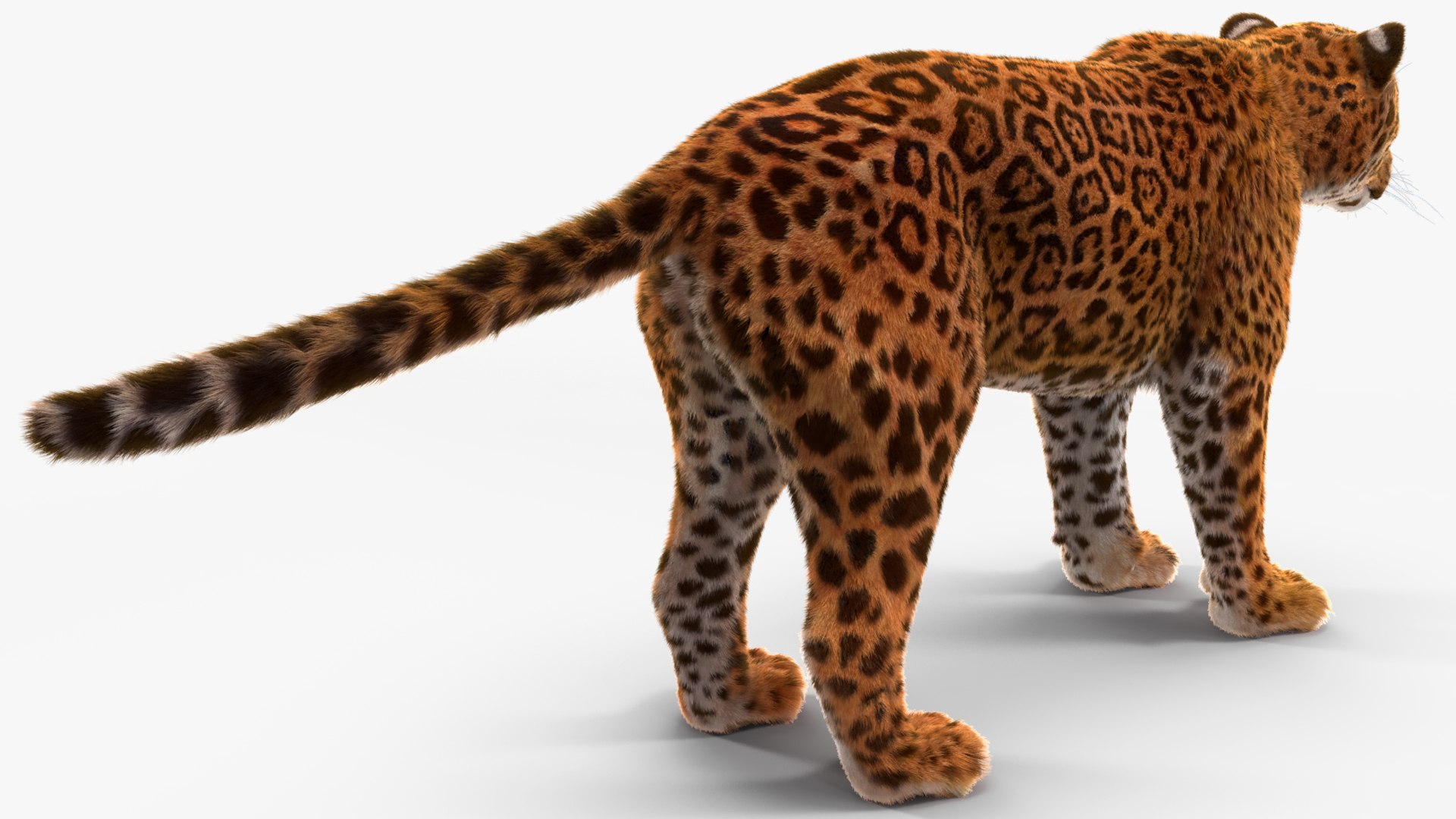 3D model Jaguar Fur Rigged https://p.turbosquid.com/ts-thumb/je/NIstrq/dj/jaguarfurrigged3dmodel023/jpg/1712000984/1920x1080/fit_q87/ec3fd4a945cf2bfd75d16e8f48099fe12f4a3b52/jaguarfurrigged3dmodel023.jpg