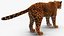 Jaguar Fur Rigged