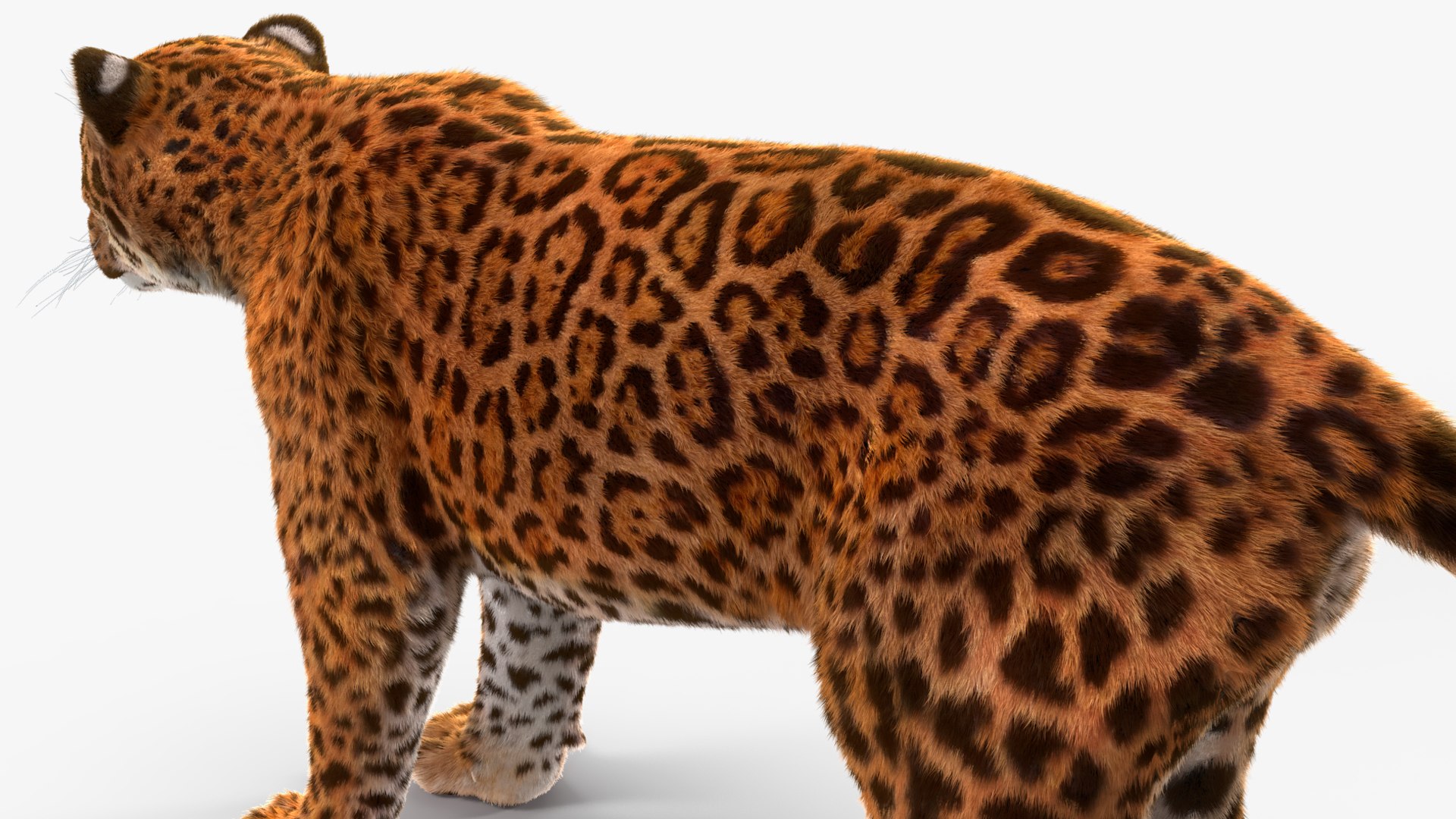 3D model Jaguar Fur Rigged https://p.turbosquid.com/ts-thumb/je/NIstrq/iS/jaguarfurrigged3dmodel033/jpg/1712001014/1920x1080/fit_q87/9c173059ec4d90d63d050a35fe2575b95a6bc672/jaguarfurrigged3dmodel033.jpg