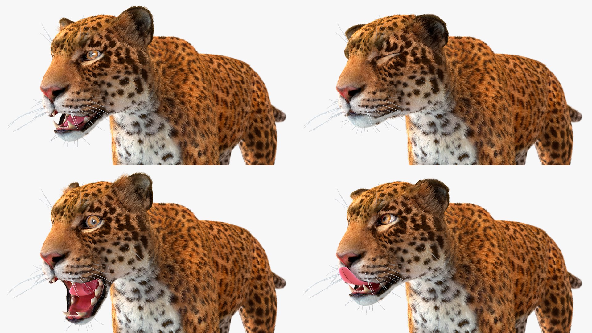 3D model Jaguar Fur Rigged https://p.turbosquid.com/ts-thumb/je/NIstrq/l0/jaguarfurrigged3dmodel036/jpg/1712001023/1920x1080/fit_q87/c21b6918cfd8c5ef444aa7bb623fe4c81987f802/jaguarfurrigged3dmodel036.jpg