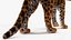 Jaguar Fur Rigged