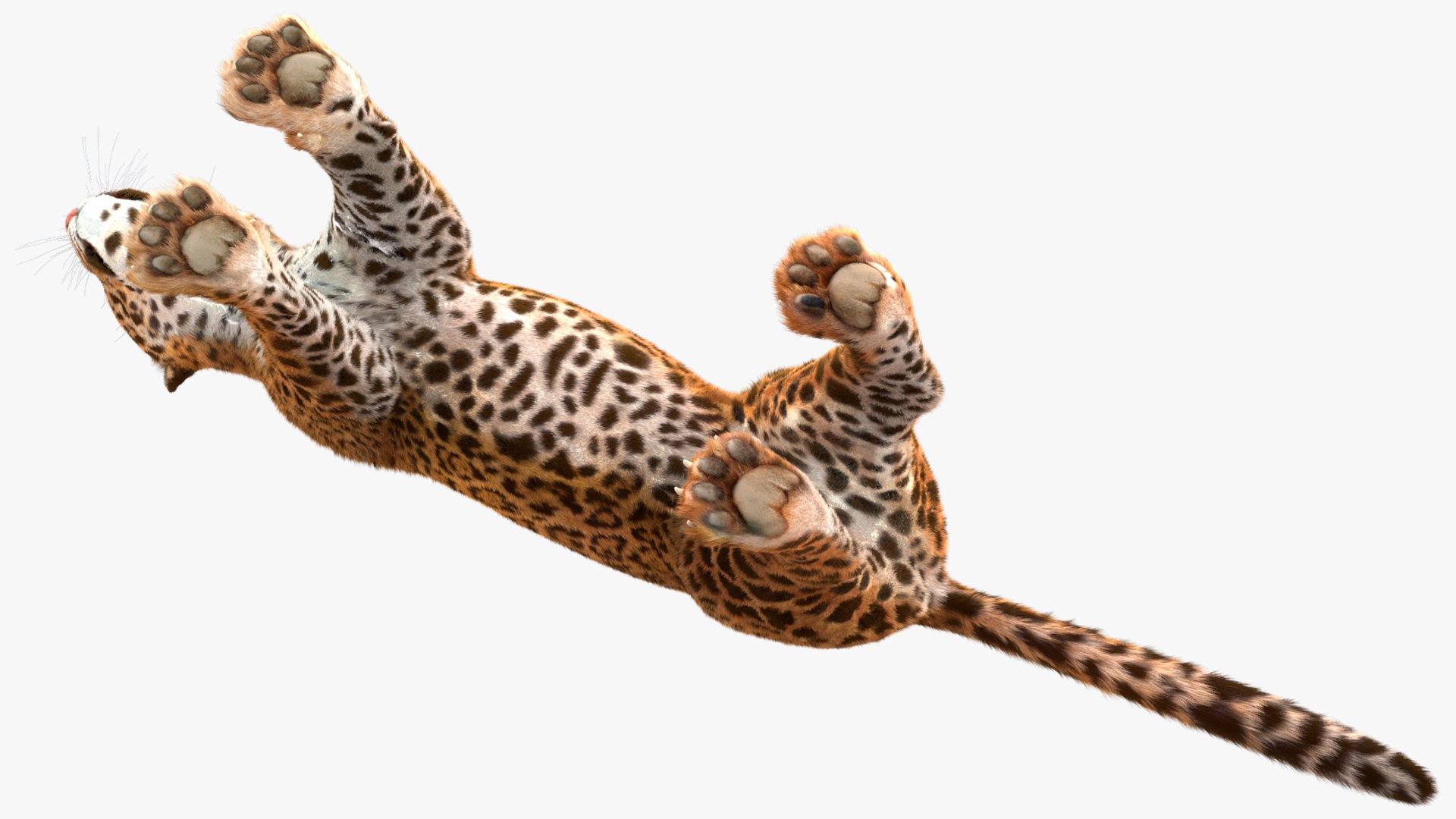3D model Jaguar Fur Rigged https://p.turbosquid.com/ts-thumb/je/NIstrq/qW/jaguarfurrigged3dmodel028/jpg/1712000999/1920x1080/fit_q87/aefe612f25262554c551b1fe9bc1f557177a2ca7/jaguarfurrigged3dmodel028.jpg