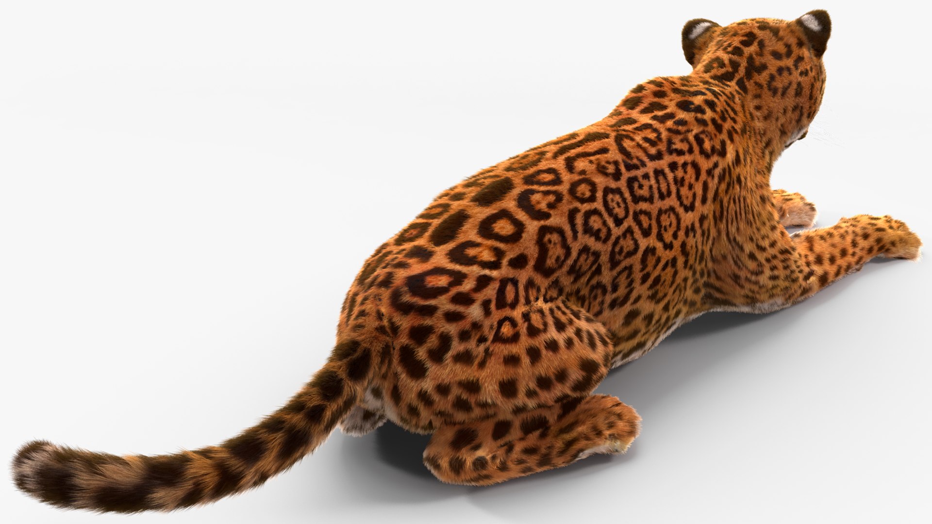 3D model Jaguar Fur Rigged https://p.turbosquid.com/ts-thumb/je/NIstrq/xP/jaguarfurrigged3dmodel026/jpg/1712000993/1920x1080/fit_q87/6c0ed744b5e76ad6335f98e3a1d131795e25776d/jaguarfurrigged3dmodel026.jpg