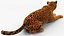 Jaguar Fur Rigged