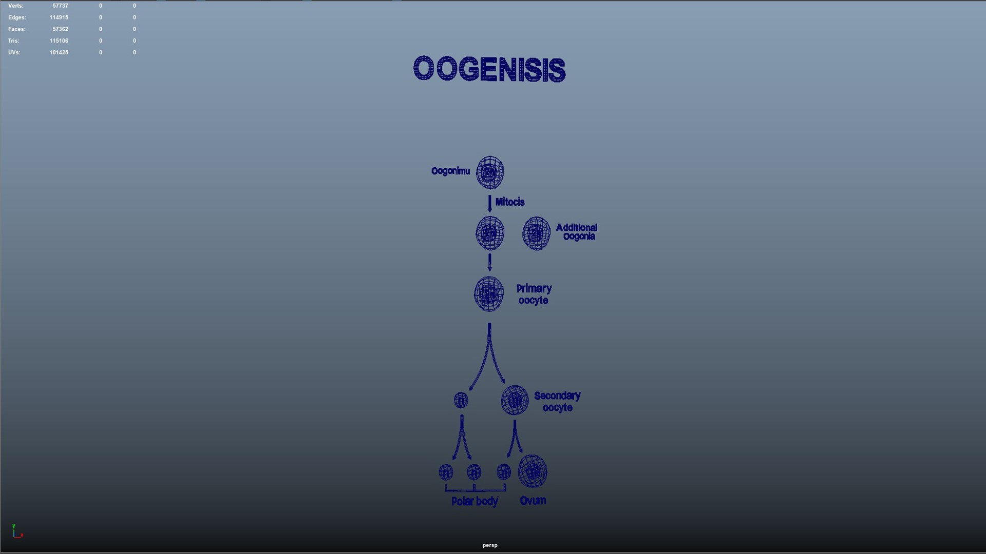 Oogenesis Model - TurboSquid 2187696