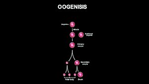 Oogenesis model