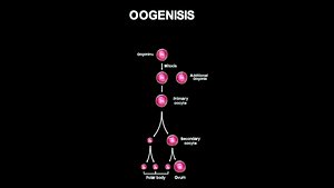 Oogenesis