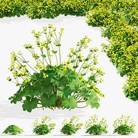 Alchemilla mollis 5 flowers