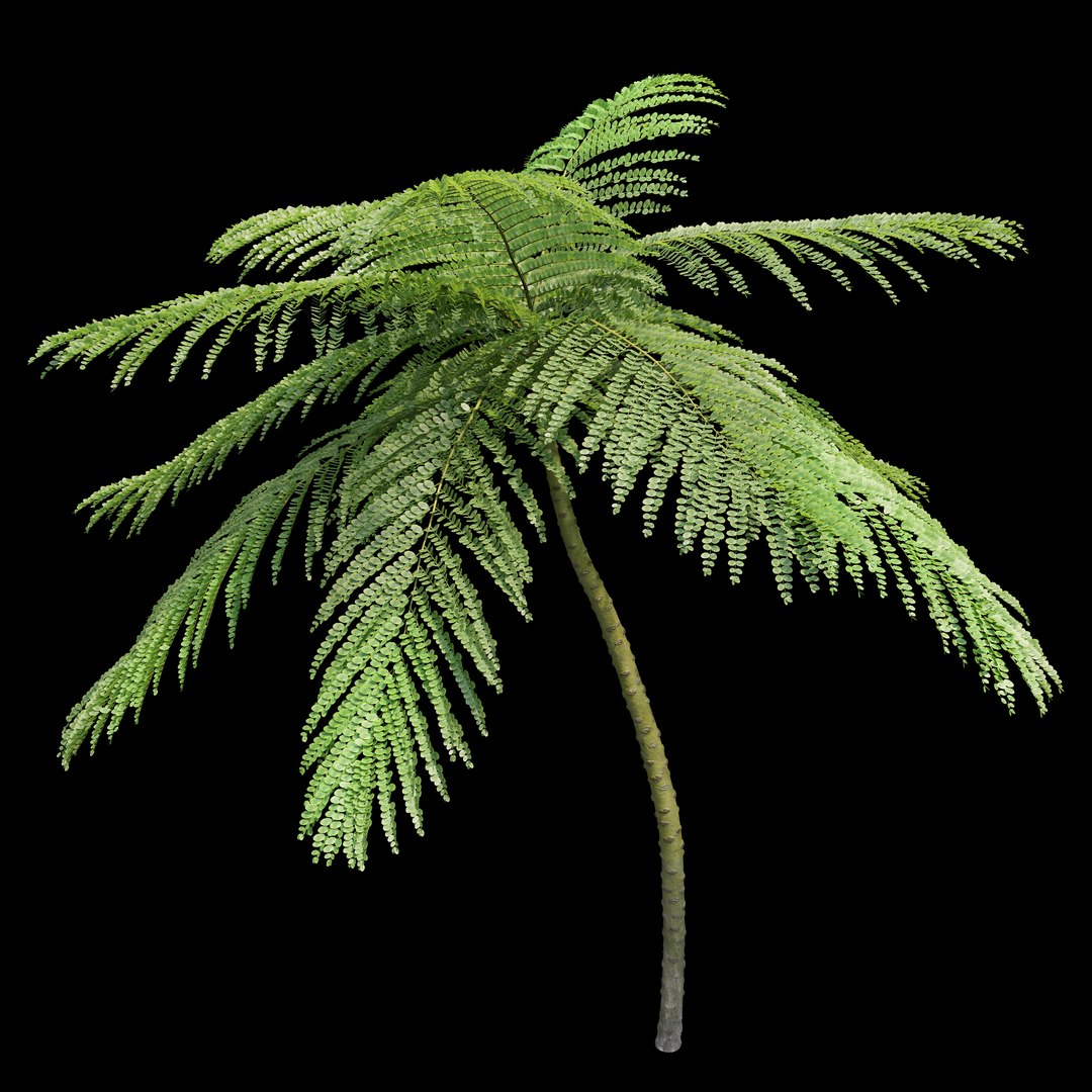 3D model Brazilian fern tree https://p.turbosquid.com/ts-thumb/je/gdxw9C/2m/preview3/jpg/1785567207/1920x1080/fit_q87/b993ba3009d8b5bbd424063cf81c508a5aa4ef27/preview3.jpg