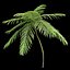 Brazilian fern tree