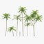 Brazilian fern tree
