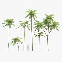 Brazilian fern tree