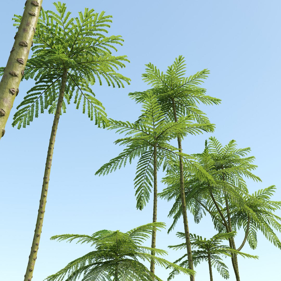 3D model Brazilian fern tree https://p.turbosquid.com/ts-thumb/je/gdxw9C/9B/preview4/jpg/1785567208/1920x1080/fit_q87/e3b5f7c10622cea754f4541af0f5227f902b169b/preview4.jpg