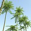 Brazilian fern tree