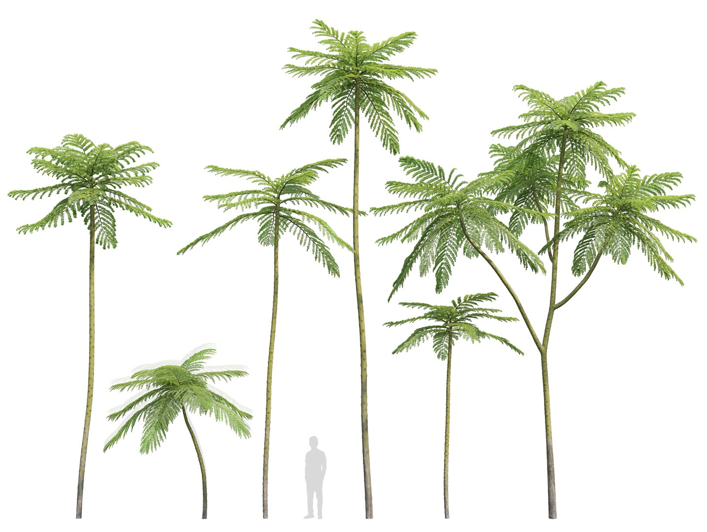 3D model Brazilian fern tree https://p.turbosquid.com/ts-thumb/je/gdxw9C/EY/preview1cgt/jpg/1785567205/1920x1080/fit_q87/4d0d17114a4d358af96c0ce89d492bf3c6850c00/preview1cgt.jpg