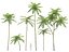 Brazilian fern tree