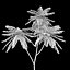 Brazilian fern tree