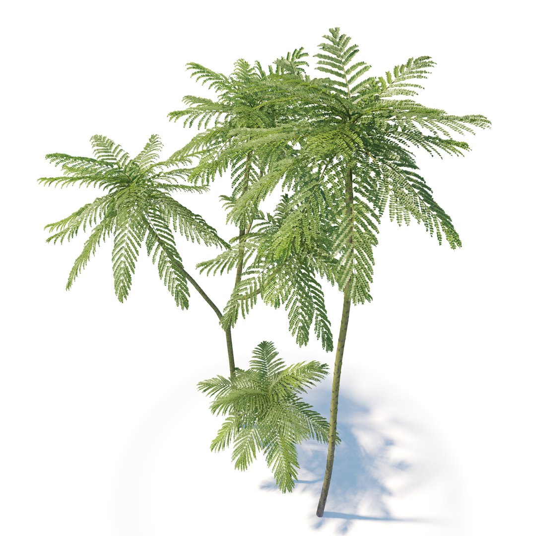 3D model Brazilian fern tree https://p.turbosquid.com/ts-thumb/je/gdxw9C/H4/preview5/jpg/1785567209/1920x1080/fit_q87/7fdb07b7cbc9b22b2922c5305e31356eb661c184/preview5.jpg