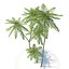 Brazilian fern tree
