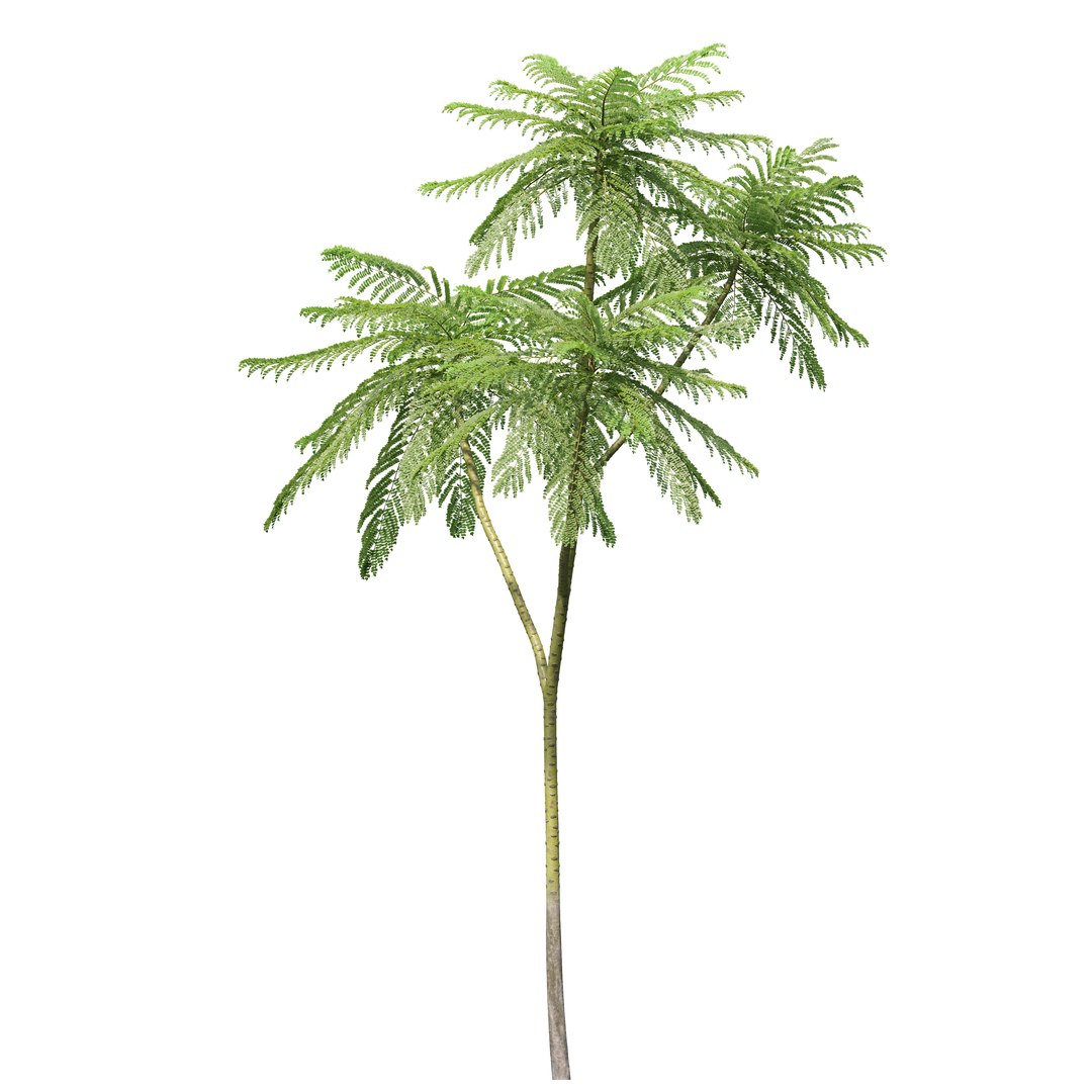 3D model Brazilian fern tree https://p.turbosquid.com/ts-thumb/je/gdxw9C/lY/preview2/jpg/1785567206/1920x1080/fit_q87/7e53bc7e5d13586e11b6bdf898ed36c5acafcf52/preview2.jpg